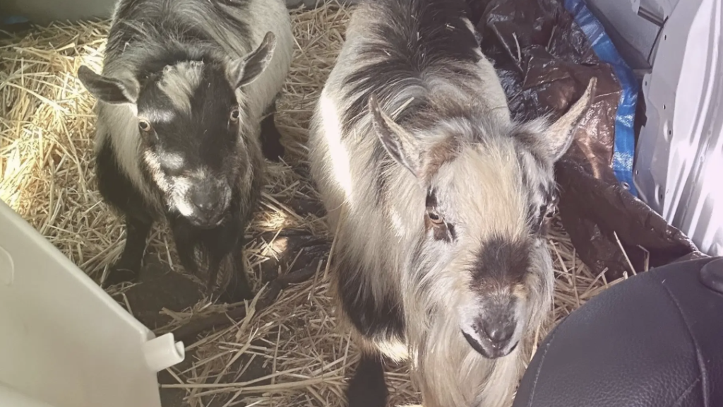 Screenshot 2025-03-20 at 8.35.26 AM